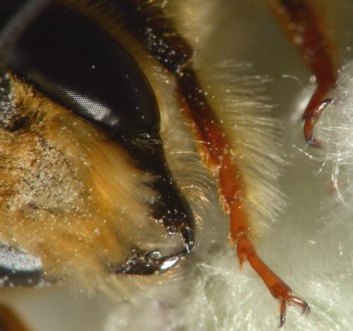 Megachile ericetorum