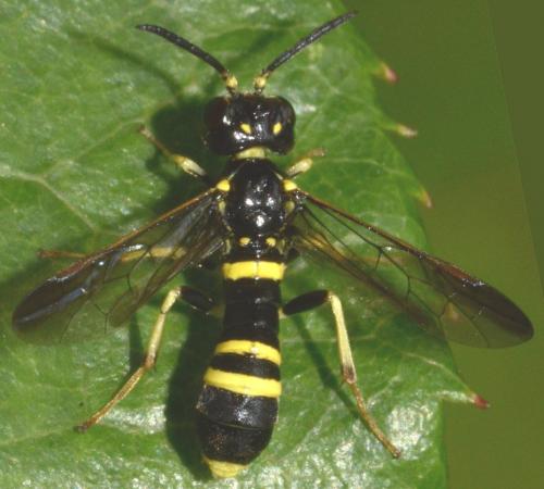 Allantus viennensis