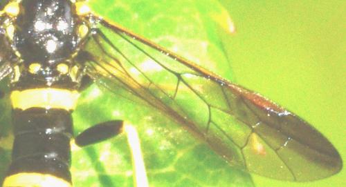 Allantus viennensis