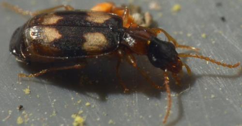 Calodromius bifasciatus