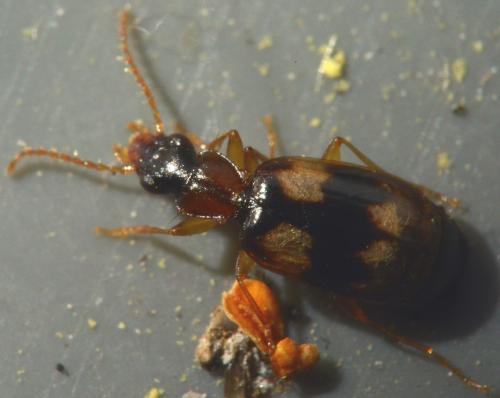 Calodromius bifasciatus