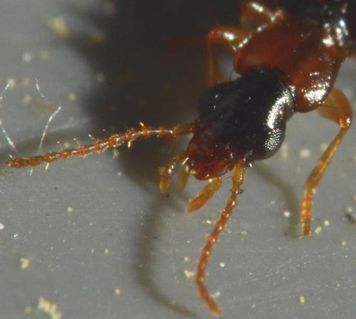 Calodromius bifasciatus