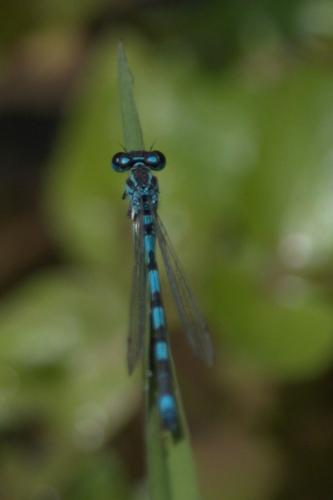 Coenagrion mercuriale