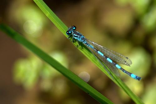 Réf. 166 568 : Coenagrion mercuriale