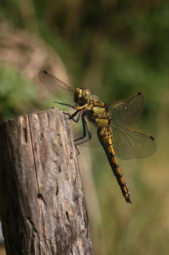 Réf. 166 637 : Orthetrum cancellatum