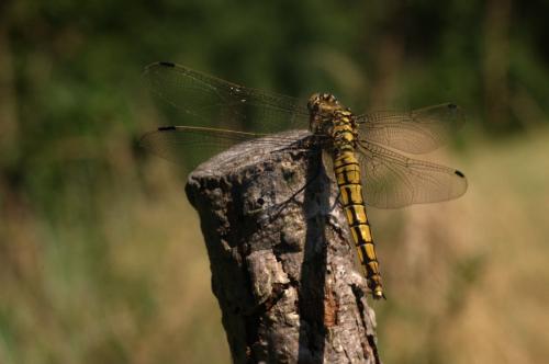 Orthetrum cancellatum