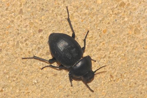 Pachychila sp.