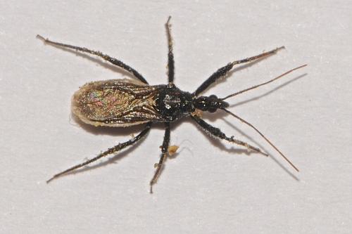 Sphedanolestes lividigaster