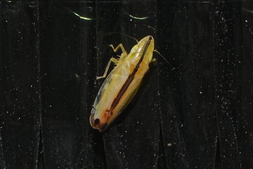 Sophonia orientalis