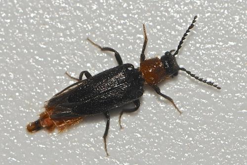 Malacogaster nigripes