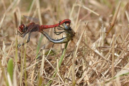 Sympetrum fonscolombii