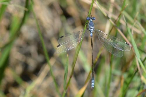 Réf. 166 225 : Lestes macrostigma