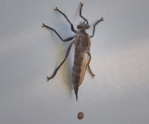Asilinae