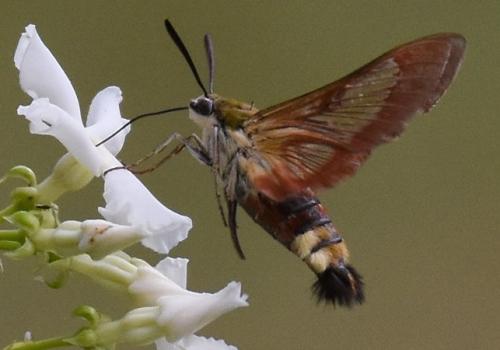 Hemaris fuciformis