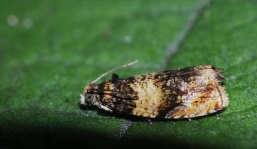 Réf. 166 588 : Celypha aurofasciana