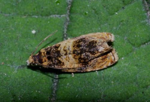 Réf. 166 589 : Celypha aurofasciana