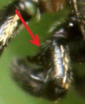 Heliophanus sp.