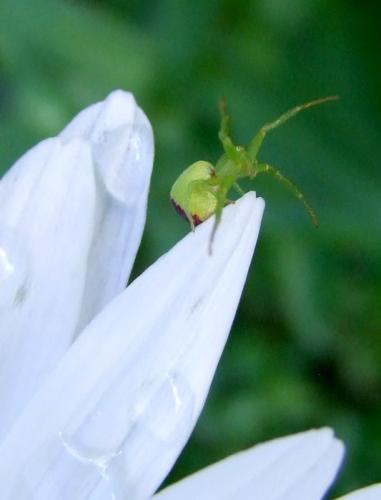 Ebrechtella tricuspidata