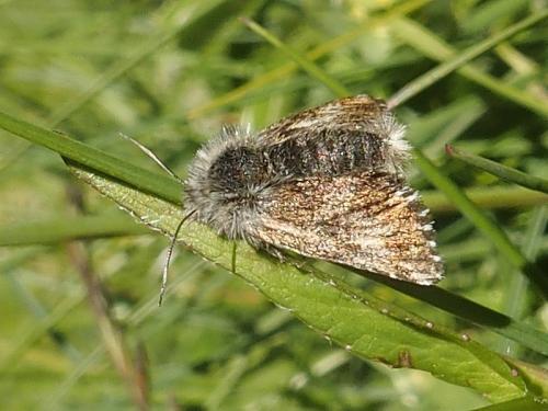Omia cymbalariae