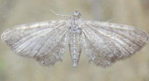 Réf. 166 381 : Eupithecia valerianata