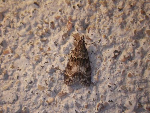 Eudonia mercurella
