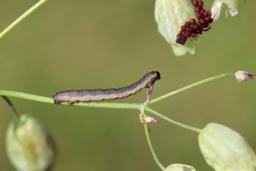 Réf. 166 814 : Eupithecia venosata