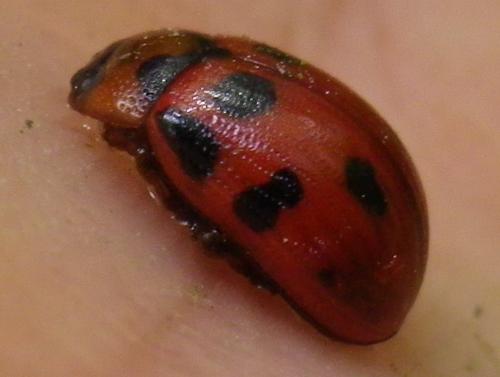 Gonioctena decemnotata