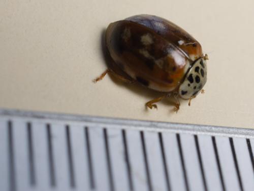 Réf. 166 105 : Harmonia quadripunctata