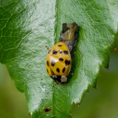 Harmonia axyridis