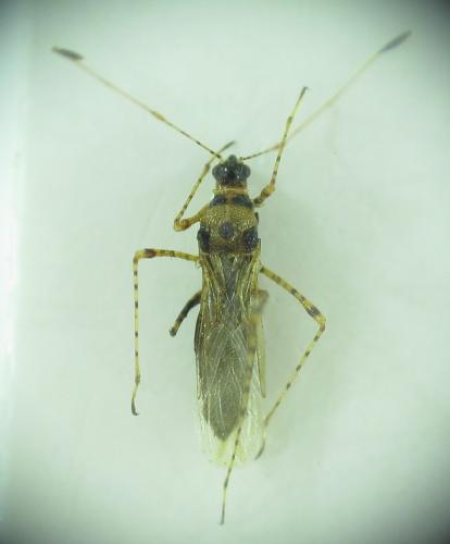 Gampsocoris culicinus melitenus