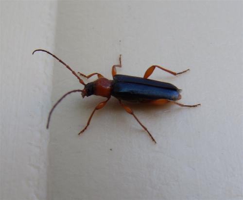 Phymatodes testaceus