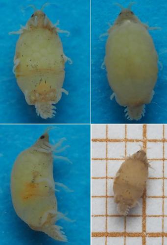 Réf. 166 250 : Paragnathia formica