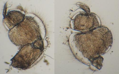 Réf. 166 173 : Paragnathia formica