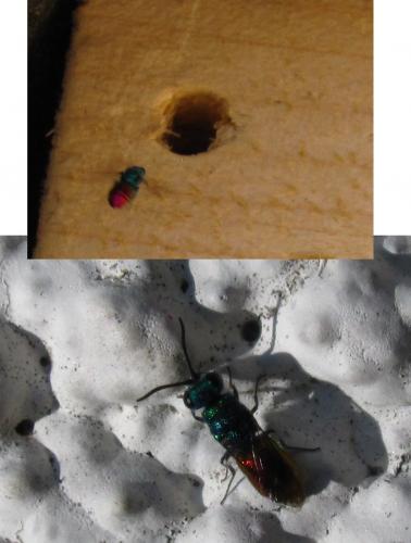 Chrysidini