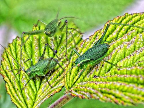 Leptophyes punctatissima