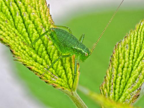 Réf. 166 861 : Leptophyes punctatissima