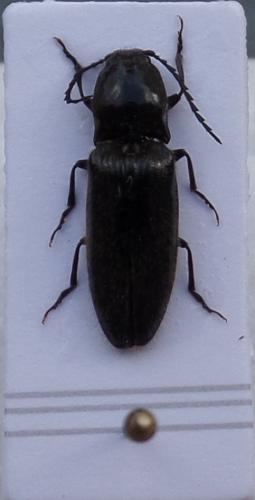Hemicrepidius hirtus