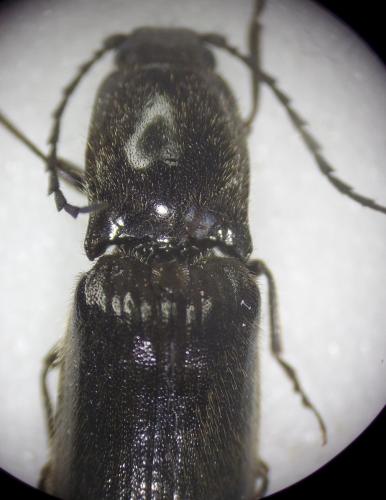 Réf. 166 050 : Hemicrepidius hirtus