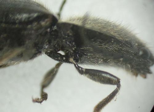 Réf. 166 051 : Hemicrepidius hirtus