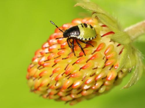 Palomena prasina