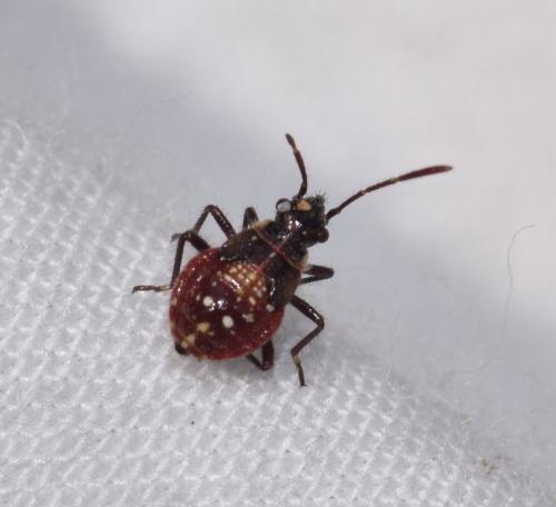 Liorhyssus hyalinus