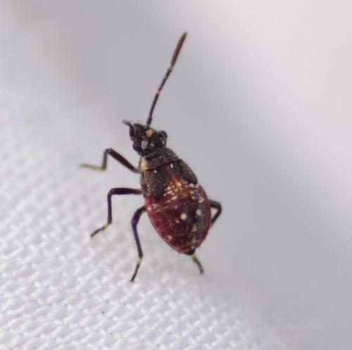 Liorhyssus hyalinus