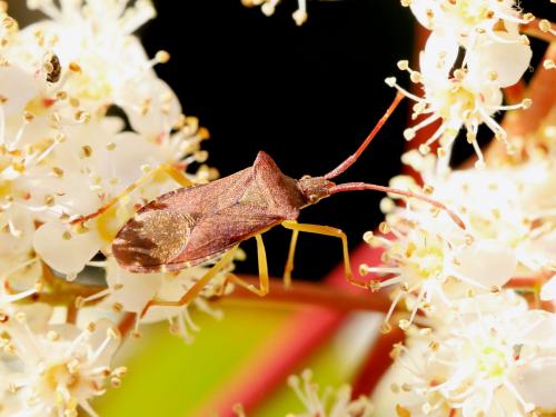 Gonocerus acuteangulatus