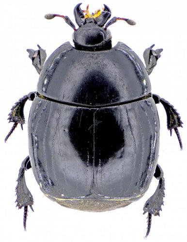 Réf. 166 819 : Hister unicolor