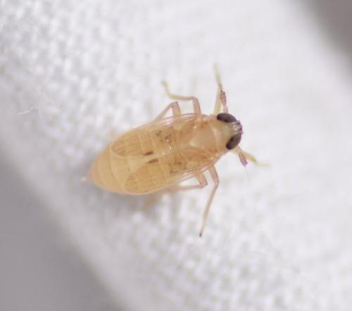 Laodelphax striatellus