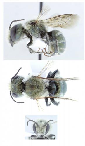 Réf. 166 446 : Osmia caerulescens