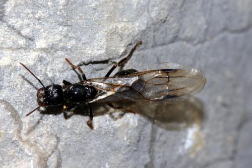 Réf. 166 107 : Messor sp.