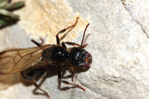 Messor sp.