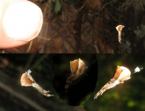 Hyptiotes sp.