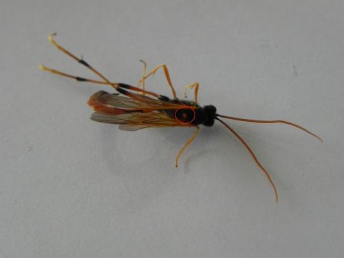 Therion circumflexum